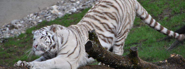 In freier Wildbahn können die Tiere aufgrund ihrer Färbung nicht überleben.
