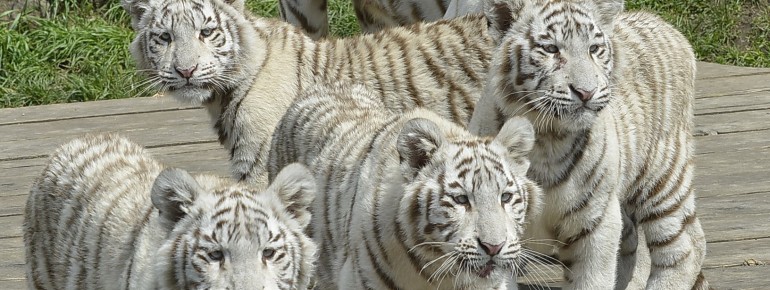 Von der Maharadscha-Tribüne kannst du die Tiger hautnah beobachten.