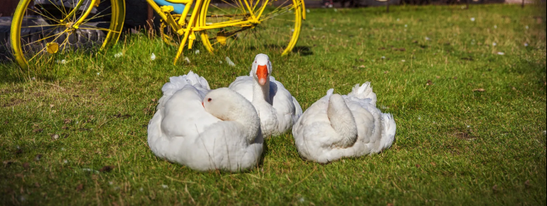 Im Erlebnis-Dorf Koserow gibt es auch Hof-Tiere wie Gänse zu entdecken.