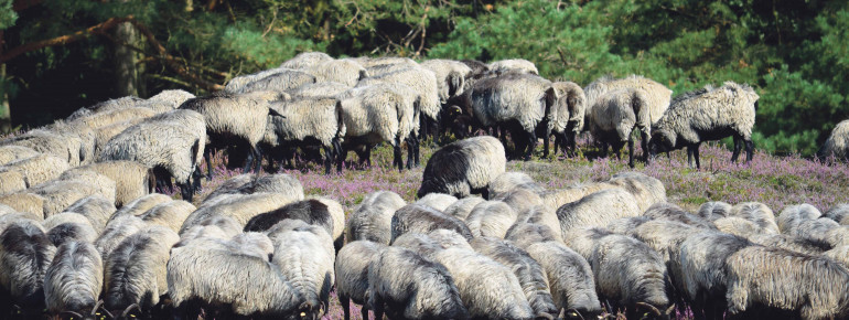 Auch Heidschnucken findet man hier.