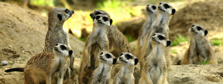 Im Kölner Zoo kannst du einen neugierigen Blick auf das spannende Leben der Erdmännchen werfen.