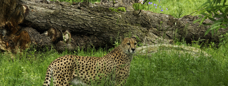 Der persische Leopard ist in vielen Regionen der Erde stark bejagt oder sogar schon verschwunden.