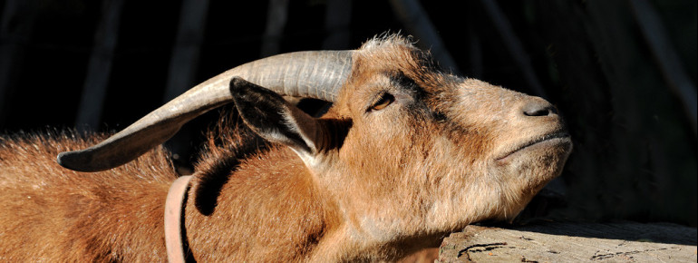 Im Streichelzoo kannst du einigen Bewohnern des Zoos hautnah begegnen.