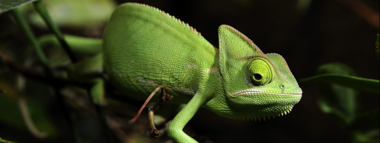 In den über 60 Terrarien des Zoos leben viele exotische Tierarten. Jemenchamäleons sind mit die größten Chamäleons ihrer Art.