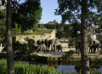Eine große Herde asiatischer Elefanten lebt im Elefantenpark.