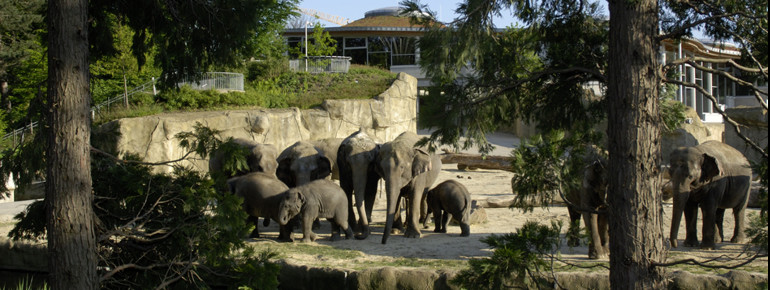 Eine große Herde asiatischer Elefanten lebt im Elefantenpark.