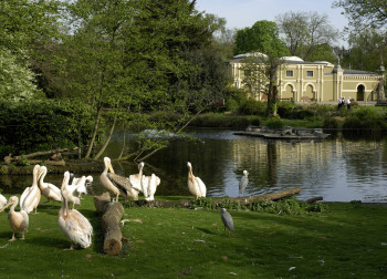 Pelikane sind gute Schwimmer und können auch trotz ihres massigen Körpers ausgezeichnet fliegen.