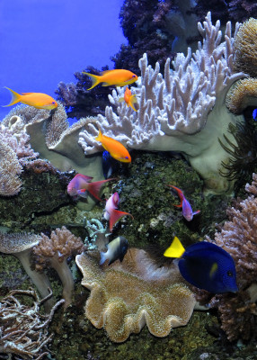 In rund 70 geografisch geordneten Aquarien kannst du die Vielfalt des Meeres bewundern.