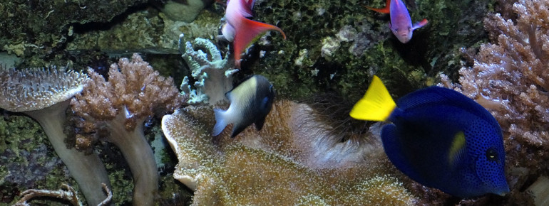 In rund 70 geografisch geordneten Aquarien kannst du die Vielfalt des Meeres bewundern.