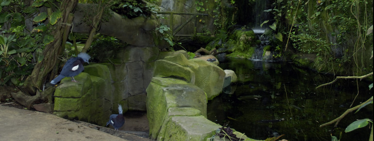 Im Zoo leben viele verschiedene Vogelarten.