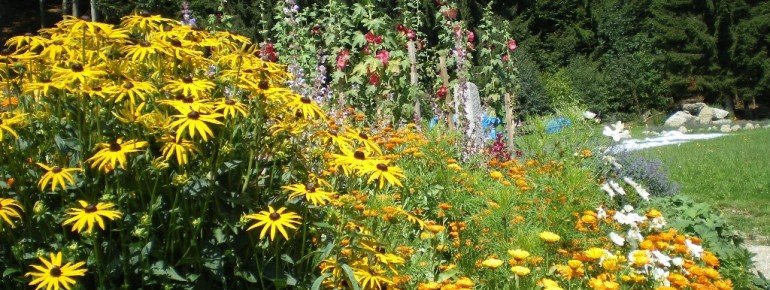 Blütenmeer auf der Kräuteralm