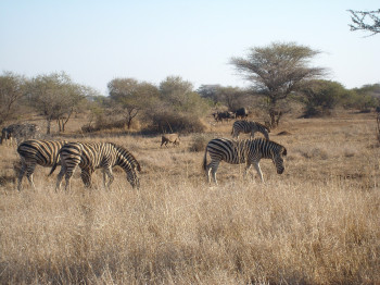 Beobachte Zebras und viele weitere Wildtiere.