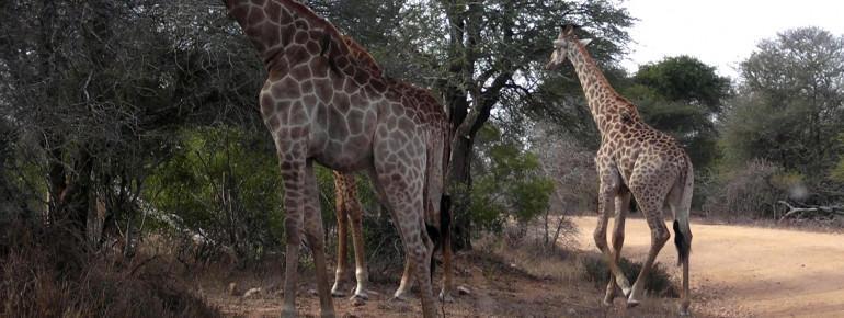 Auch Giraffen sind hier zu Hause.
