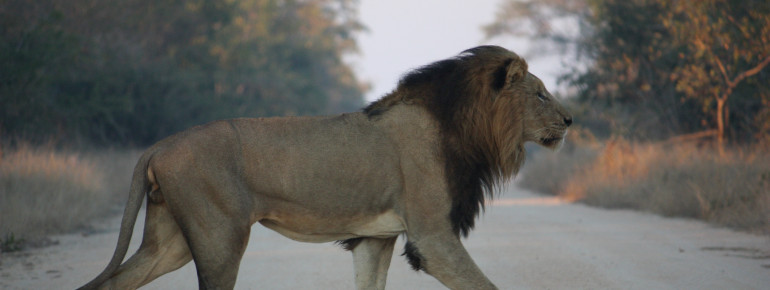 Auf einer Fahrt durch den Kruger Nationalpark kann es durchaus sein, dass ein Löwe deinen Weg kreuzt.