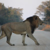 Auf einer Fahrt durch den Kruger Nationalpark kann es durchaus sein, dass ein Löwe deinen Weg kreuzt.