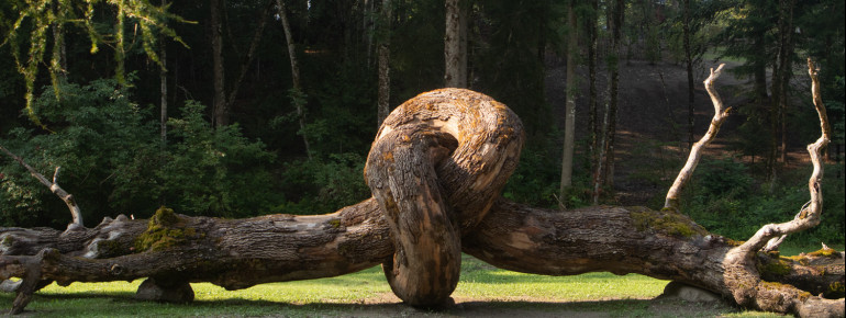 Henrique Oliveira hat sein Kunstwerk "Radice comune 2" getauft.