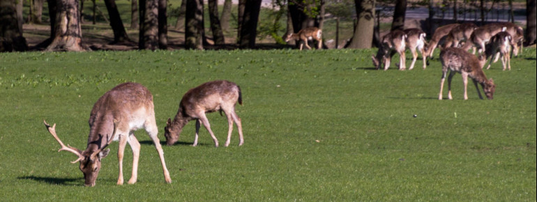 Auf den weitläufigen Wiesen können Besucher das Wild beobachten.