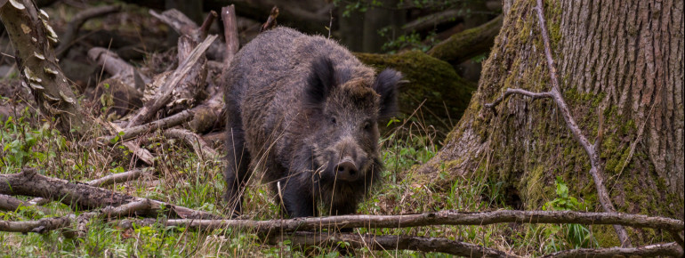 Auch Wildschweine trifft man im Tierpark an.