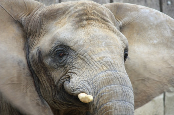 Die Afrikanischen Elefanten leben im Zoo in Afrikas Tierwelt "Africambo".