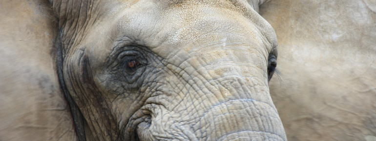 Die Afrikanischen Elefanten leben im Zoo in Afrikas Tierwelt "Africambo".