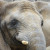 Die Afrikanischen Elefanten leben im Zoo in Afrikas Tierwelt "Africambo".