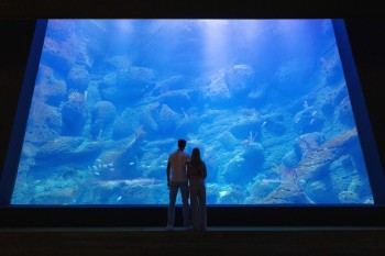 Im Chor der ehemaligen Klosterkirche zeigt das MEERESMUSEUM das beeindruckende, 15 Meter lange Skelett eines Finnwals aus dem Jahr 1825.