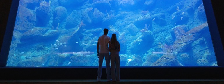 Im Chor der ehemaligen Klosterkirche zeigt das MEERESMUSEUM das beeindruckende, 15 Meter lange Skelett eines Finnwals aus dem Jahr 1825.