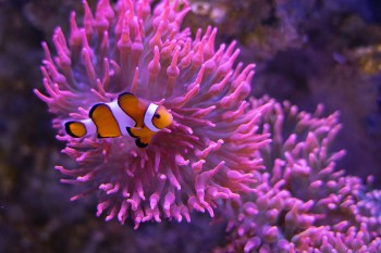 Die Sammlung des MEERESMUSEUMs umfasst zahlreiche historische Schiffsmodelle, antike Navigationsgeräte und Taucherausrüstungen.