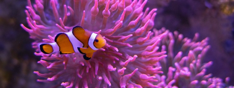 Die Sammlung des MEERESMUSEUMs umfasst zahlreiche historische Schiffsmodelle, antike Navigationsgeräte und Taucherausrüstungen.