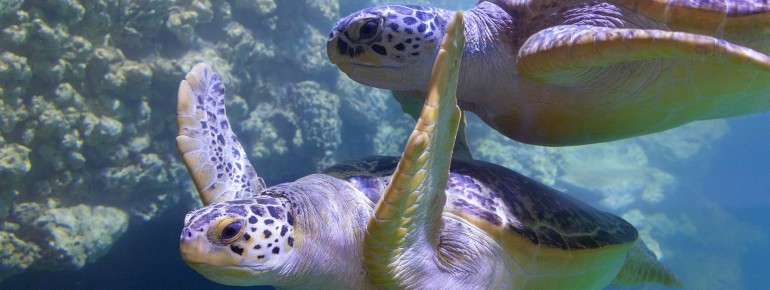 Heimlicher Star des MEERESMUSEUMs ist seit einem halben Jahrhundert „Marlene", die Lederschildkröte, die 1965 von Ostseefischern bei Stralsund gefunden wurde.