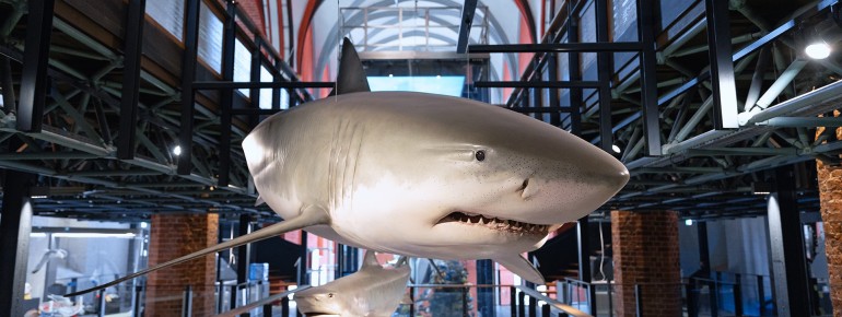 Nach rund drei Jahren umfassender Modernisierung präsentiert sich das MEERESMUSEUM seit Sommer 2024 mit neuen Aquarien und Ausstellungen.