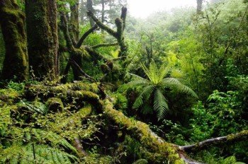 Regenwald am Milford Sound