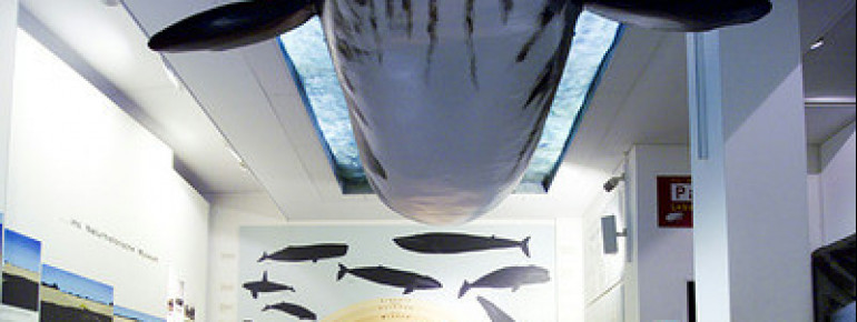 Auch ein Bartenwalmodell gibt es im Museum für Natur und Umwelt zu sehen.