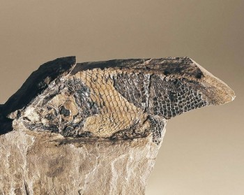 Millionen Jahre altes Fossil