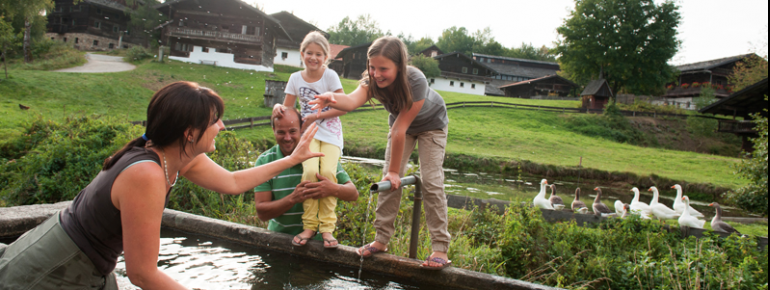 Die Gänse bewohnen im Sommer den Weiher im Museumsdorf