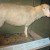 Dolly - das wohl berühmteste Schaf der Welt