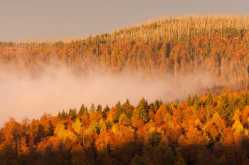 Erlebe im Herbst ein buntes Farbspiel im Nationalpark Bayerischer Wald.