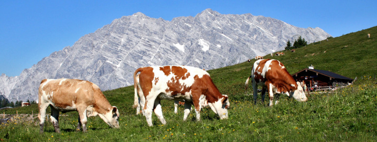 In der Pflegezone wird unter anderem auch Almwirtschaft betrieben.