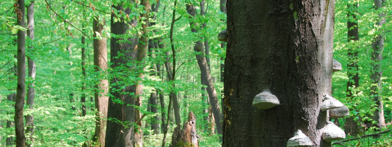 Nationalpark Hainich