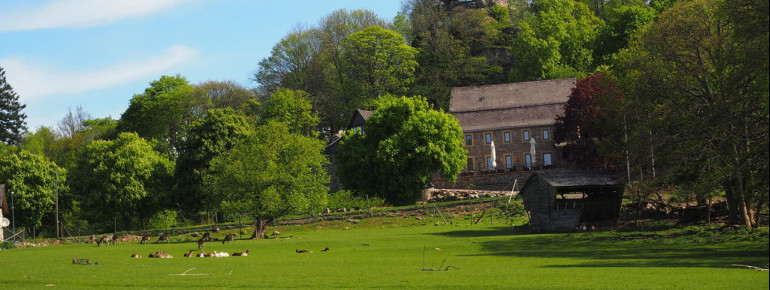 Das Wildfreigehege liegt am Fuße der Wildenburg bei Kempfeld.