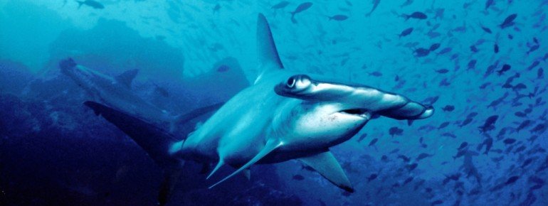 Vor der Insel tümmeln sich große Schwärme von Hammerhaien