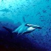 Vor der Insel tümmeln sich große Schwärme von Hammerhaien