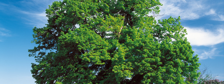 Im Müritz-Nationalpark kann sich die Natur nach ihren eigenen Regeln entwickeln.
