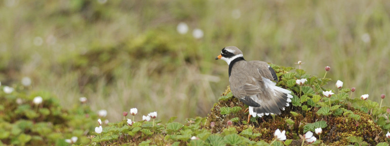Einer der Wattbewohner: der Sandregenpfeifer.