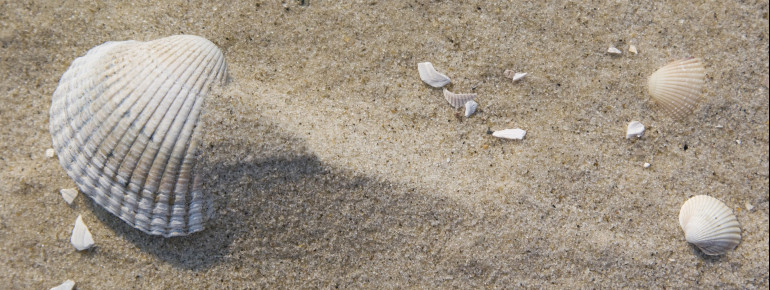 Im Wattenmeer sind gelegentlich sogar Schalen der fossilenTeppichmuschel zu finden, die bisvor ca. 100.000 Jahren lebte.