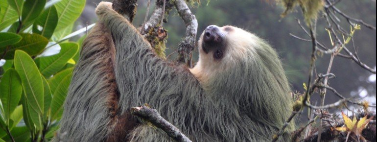 Auch Faultiere zählen zu den Bewohnern des Tortuguero Nationalparks