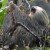 Auch Faultiere zählen zu den Bewohnern des Tortuguero Nationalparks