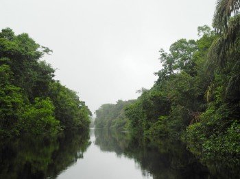 Dichter Regenwald säumt die Kanäle