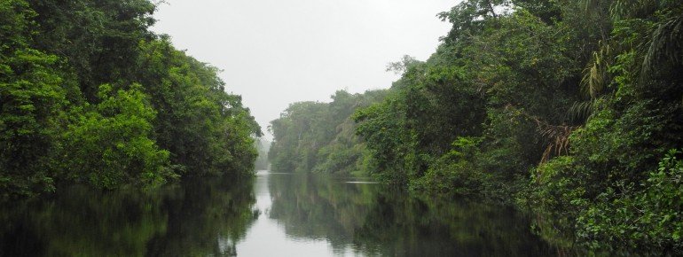 Dichter Regenwald säumt die Kanäle