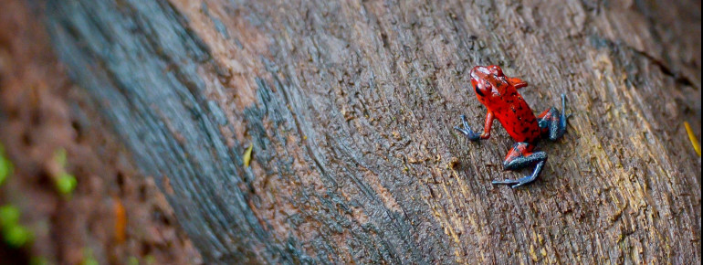 Auch giftige Tiere haben hier ihren Lebensraum.